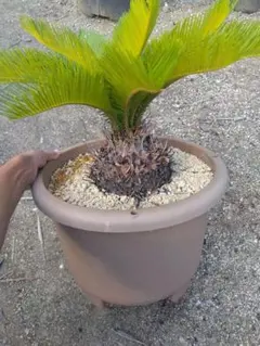 現品】ディオーン・エデュレ - Dioon edule 5号 6E番 - メルカリ