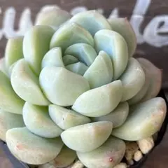 ちぃ様 リクエスト 6点 まとめ商品