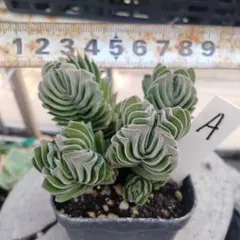 多肉植物　竜神木錦抜き苗 多肉植物 竜神木抜き苗 - メルカリ
