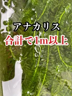 2026年最新】アナカリスの人気アイテム - メルカリ