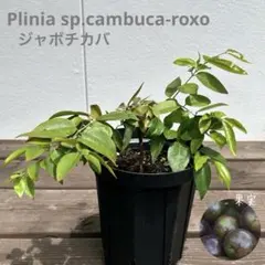 777〓超希少Plinia aff.clausa