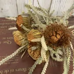 №2 ドライアンドラ フォルモーサ 5本 ネイティブ ブーケ 花材 ドライ