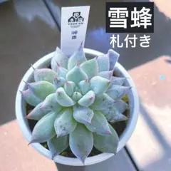 エケベリア　サボ相さん　札付き 2025年最新】札付きエケベリアの人気アイテム - メルカリ