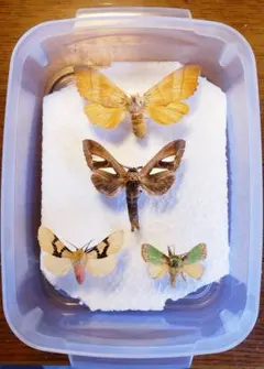 蛾標本 2点セット keti 蛾標本 2点セット keti Amazon.co.jp: フレーム入り 死の頭 蛾標本 -