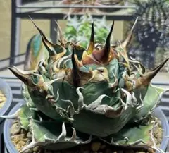 【個数限定】特選アガベ - 狂鯨 （Berlin産） ② 2025年最新】黒鯨 アガベの人気アイテム - メルカリ