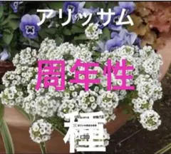 周年性 白花アリッサム 種 30粒 - メルカリ