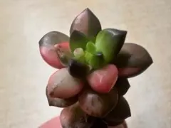 ひ*ん様 m 948新入荷　ブラックビューティー エケベリア　多肉植物　I苗