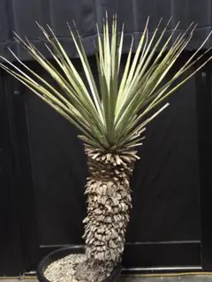 2026年最新】ユッカリギダの人気アイテム - メルカリ