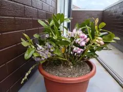 デンドロビウム 花　Cのサムネイル