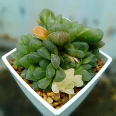 多肉植物 ハオルチア 裏般若錦 糊斑 超美品 透明窓 - メルカリ