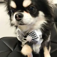 ペット 犬 トリミングチョーカー トリミングリボン ひな祭り 誕生日 撮影