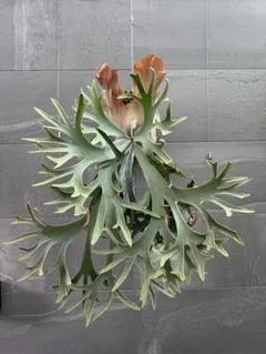 P. willinckii '月光' (月光爪哇) spore 2株 - メルカリ