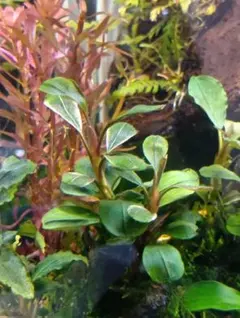 2025年最新】ブセファランドラspの人気アイテム - メルカリ