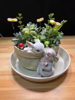 うさぎの鉢植え 多肉植物 寄せ植え 観葉植物