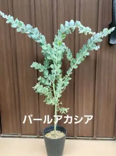 パールアカシア 鉢植え 苗木 ミモザ 苗 オージープランツ - メルカリ