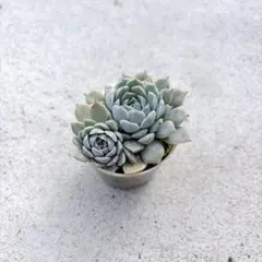 2026年最新】優木園の人気アイテム - メルカリ