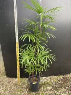②葉がとても繊細で和洋どちらにも合う雲南シュロ竹8号鉢 ②葉がとても繊細で和洋どちらにも合う雲南シュロ竹8号鉢 - メルカリ