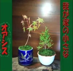 イロハモミジ　糸魚川真柏　ヤマモミジ　　苔　小品盆栽　心癒す我が家のオアシスのサムネイル
