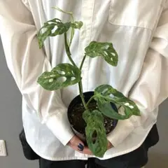 2026年最新】モンステララニアータの人気アイテム - メルカリ