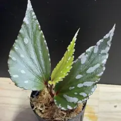 Begonia julau ぼっち株 原種ベゴニア ジュラウ ベゴニア