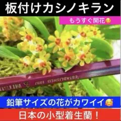 2026年最新】富貴ランの人気アイテム - メルカリ
