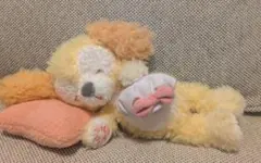 クッキー・アン ぬいぐるみ おやすみ スウィート・ドリームス ディズニーシー