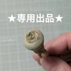 ★専用出品★ユーフォルビア　サピニー　コーデックス　塊根植物　アガベ　ハオルチア ☆専用出品☆ユーフォルビア サピニー コーデックス 塊根植物 アガベ