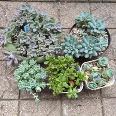 多肉植物　抜き苗　詰め合わせセットのサムネイル