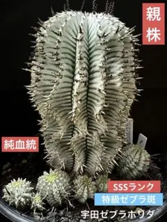 プ*フ様 ユーフォルビアホリダ Ver.ゲレンデ×宇田ゼブラホリダ 特級ゼブラ班 Euphorbia horrida 'uda zebra' ユーフォルビア ホリダ（宇田