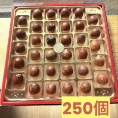쿠누기 도토리 도토리 재입고