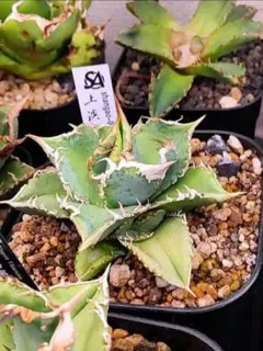 【上澳園芸】 アガベ shangao-001蝦蟇 良質子株 LED管理株 上澳園芸】 アガベ shangao-001蝦蟇 良質子株 LED管理株 681【上