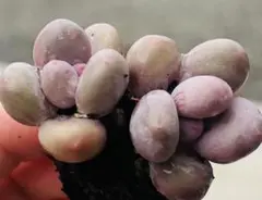 うさぎ様 ご専用　速達　おまけ付き 值引194円　リクエスト 8点 まとめ商品