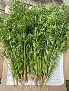 2025年最新】人参葉っぱの人気アイテム - メルカリ