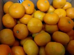 長崎マルナン「ハウスみかん」約2.2キロのサムネイル