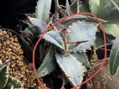 2026年最新】アガベ チタノタブルー 実生選抜の人気アイテム - メルカリ