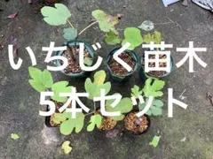 9/14収穫】常温発送 地域限定○福岡県産いちじく8品種セット（品種名