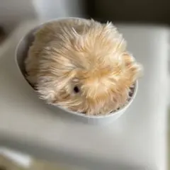 Item thumbnail for item 3a8405e8-b36a-4dd1-9b52-54a34cf230cb