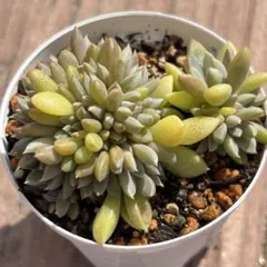 多肉植物　だるま姫秋麗×銀天女（ココニコさん苗） 抜き苗