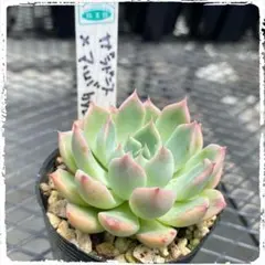 ミックスベリア ちょこん 子株付き おらいさん苗 多肉植物 - メルカリ