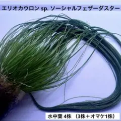 2025年最新】ホシクサspの人気アイテム - メルカリ