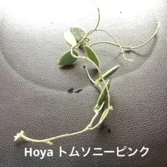 hoya Hoya ホヤ　トムソニー　ピンク　スプラッシュのサムネイル