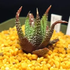 多肉植物 ハオルチア 五重の塔 レッド 281 - メルカリ