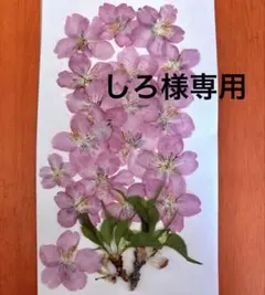 しろ様 リクエスト 2点 まとめ商品