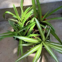 【4ポット】 オリヅルラン セット 斑入り・緑葉ミックス 植物 まとめ売り ②のサムネイル