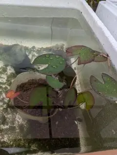姫睡蓮葉付き2株（屋外栽培）メダカのビオトープの浄化と暑い日差しの日除けにのサムネイル