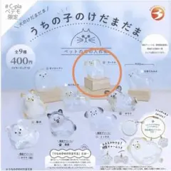 うちの子のけだまだま　犬　プードル