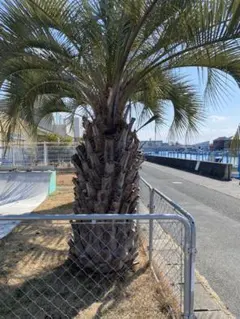 2026年最新】ココスヤシの木の人気アイテム - メルカリ