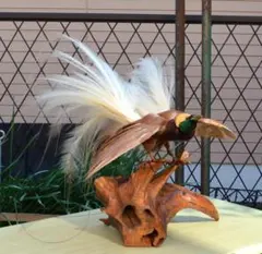 2025年最新】剥製 極楽鳥の人気アイテム - メルカリ