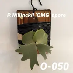 P. Willinckii Spur(TC) 【51】 - メルカリ