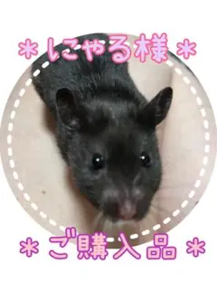 【にゃる様・ご購入品】[temu]ボレロカーディガン＊ショート丈＊黒＊L